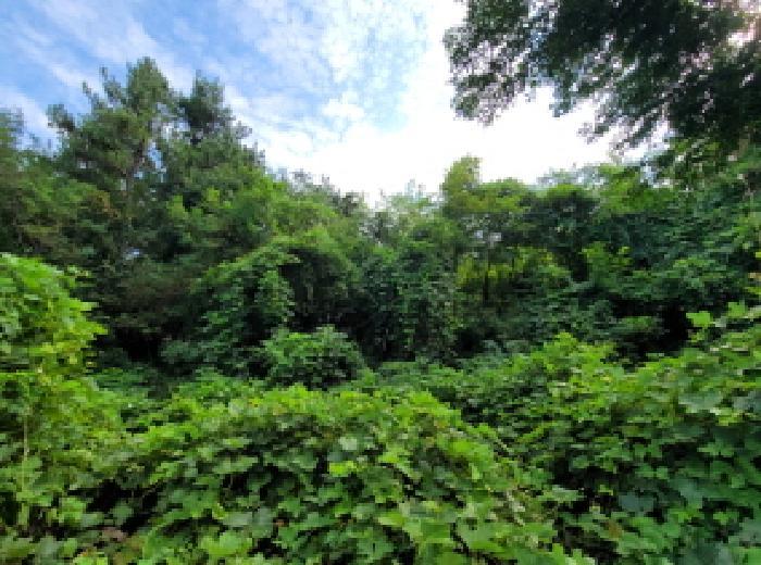 전라남도 고흥군 남양면 월정리 산38-1 임야 경매 사진 18