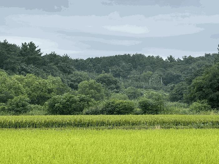 전라남도 무안군 해제면 천장리 산152-11 임야 경매 사진 1