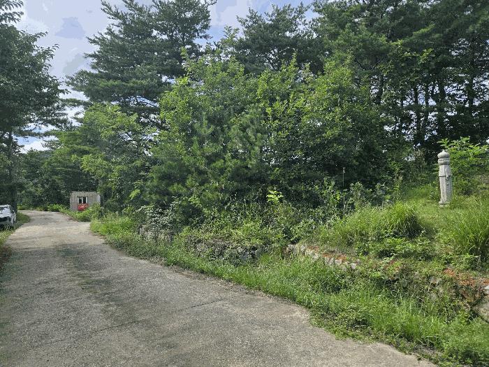 강원특별자치도 양양군 손양면 상왕도리 산41 임야 경매 사진 9