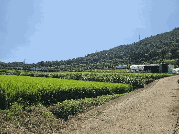 전라남도 고흥군 과역면 도천리 1339-1 답 경매 사진 3