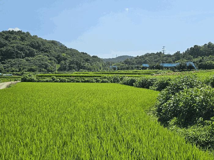 전라남도 고흥군 과역면 도천리 1339-1 답 경매 사진 5