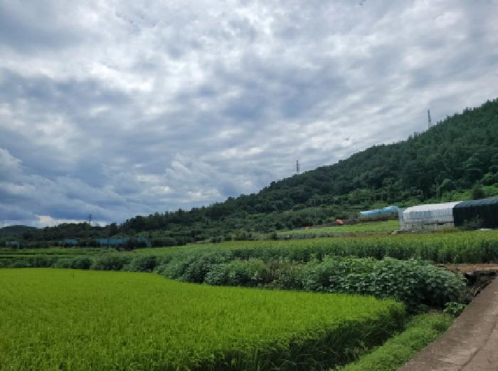 전라남도 고흥군 과역면 도천리 1339-1 답 경매 사진 9