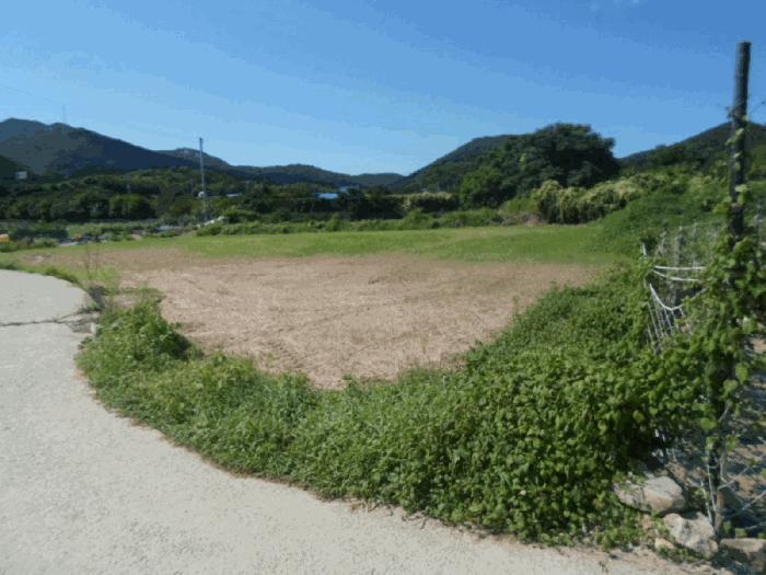 전라남도 완도군 완도읍 대야리 757 답 경매 사진 8