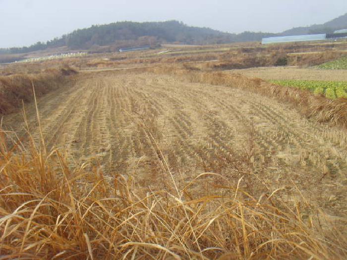 전라남도 해남군 황산면 원호리 771 전 경매 사진 10