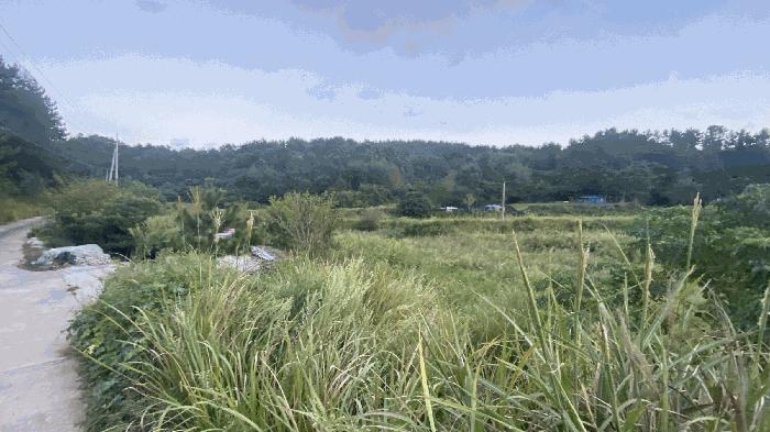 전남 완도군 신지면 대곡리 1300 답 사진 2