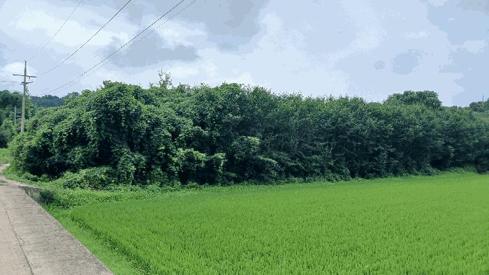 경상남도 진주시 가좌동 85-1 답 경매 사진 8