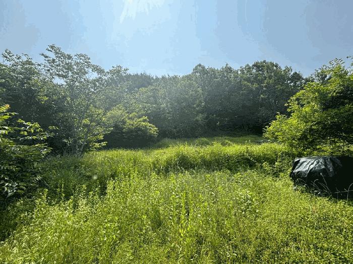 부산광역시 강서구 동선동 산11 임야 경매 사진 2