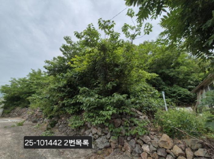 부산광역시 강서구 동선동 산11 임야 경매 사진 8