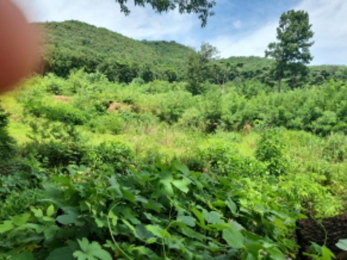인천광역시 강화군 불은면 삼성리 산136 임야 경매 사진 11