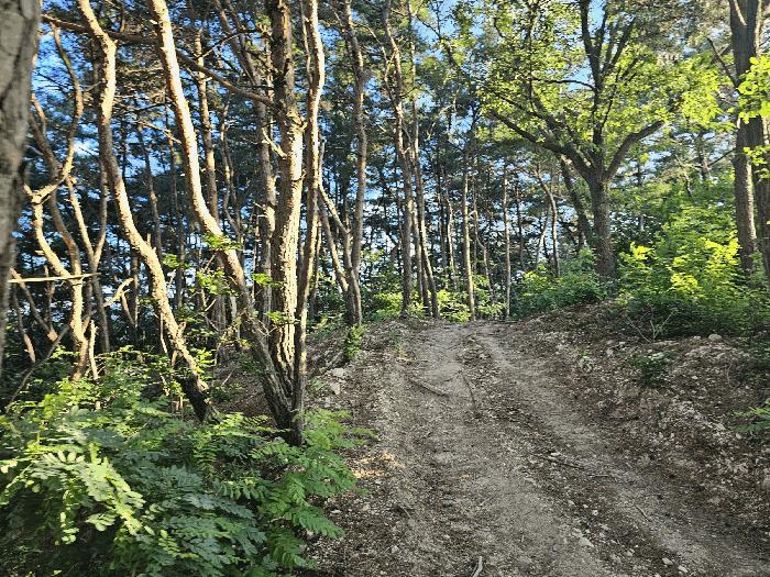 경상북도 포항시 북구 흥해읍 대련리 산133-11 임야 경매 사진 10
