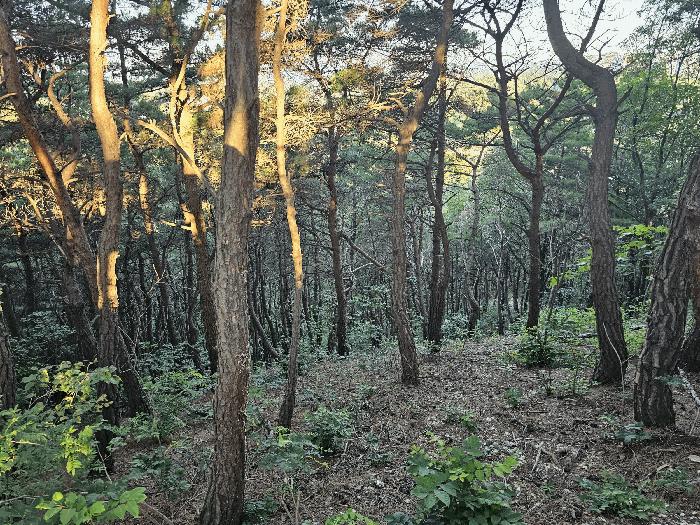 경상북도 포항시 북구 흥해읍 대련리 산133-11 임야 경매 사진 7
