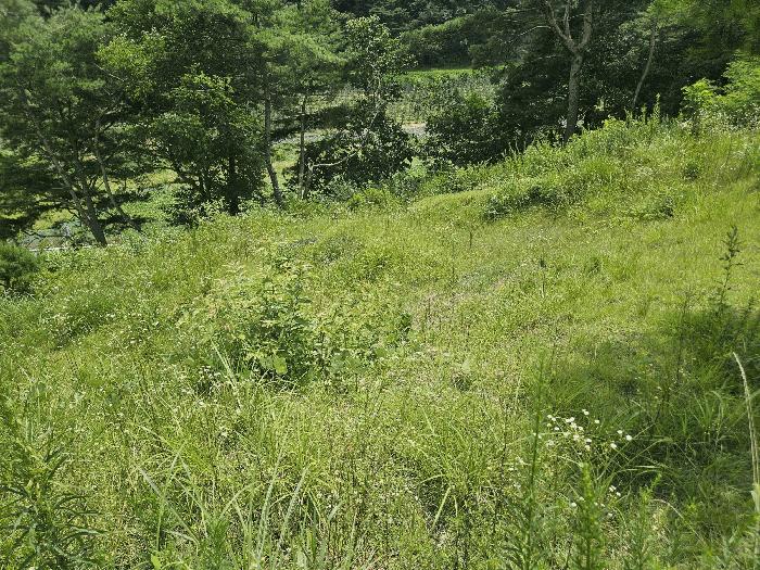 경상북도 청송군 주왕산면 부일리 665-1 전 경매 사진 2