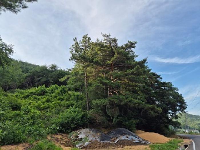 경상북도 청송군 주왕산면 부일리 665-1 전 경매 사진 7