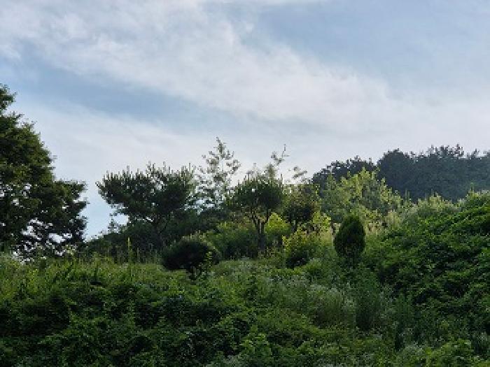 경상북도 청송군 주왕산면 부일리 665-1 전 경매 사진 8