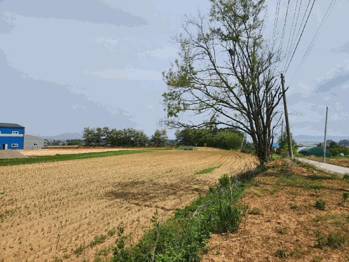 충청남도 당진시 신평면 도성리 187-5 전 경매 사진 2
