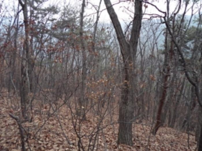 경기도 양평군 옥천면 용천리 산43 임야 경매 사진 29