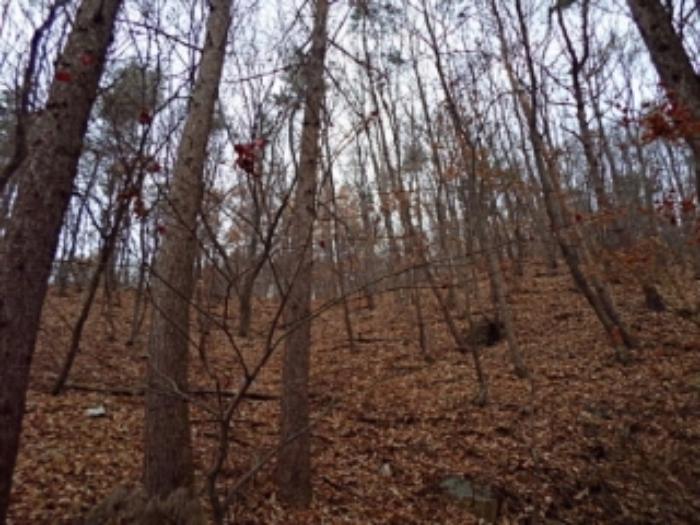 경기도 양평군 옥천면 용천리 산43 임야 경매 사진 36