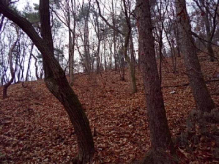 경기도 양평군 옥천면 용천리 산43 임야 경매 사진 37