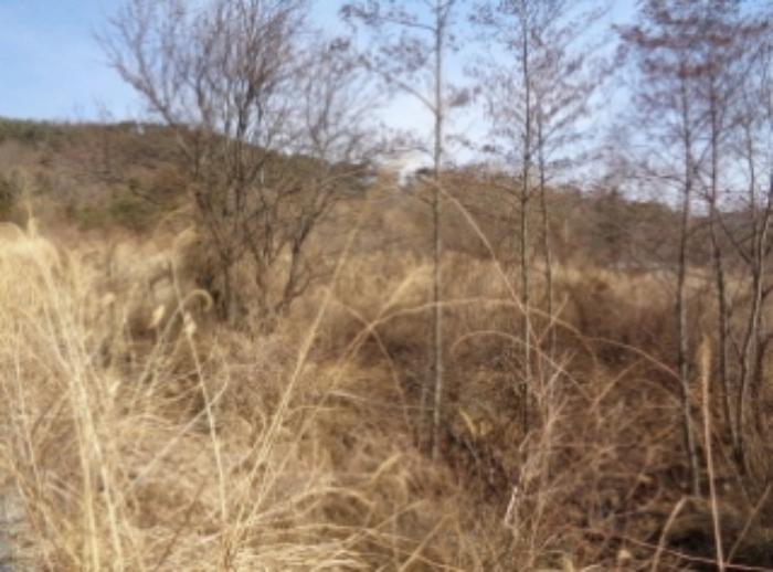 경상남도 산청군 신안면 안봉리 산24-19 임야 경매 사진 13