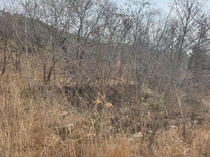 경상남도 산청군 신안면 안봉리 산24-19 임야 경매 사진 5