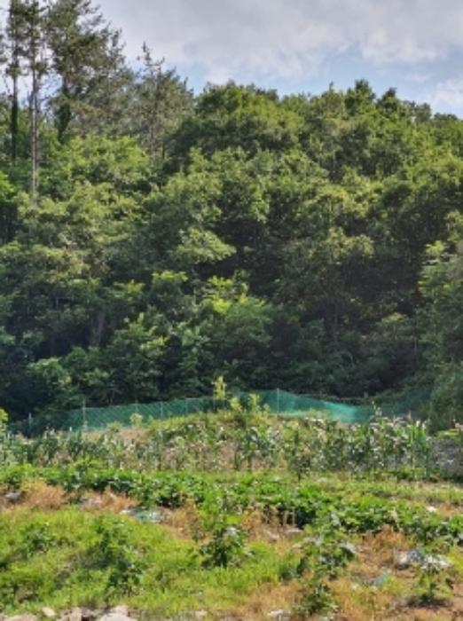 부산광역시 기장군 장안읍 반룡리 202 답 경매 사진 3
