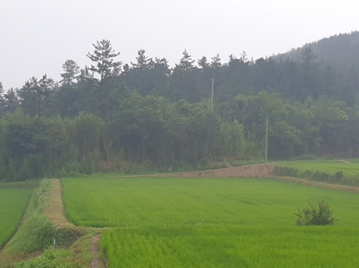 전라남도 보성군 보성읍 주봉리 239-7 대지 경매 사진 16