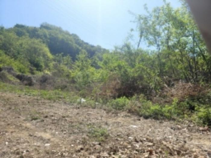 충청남도 천안시 동남구 삼룡동 41-16 임야 경매 사진 14