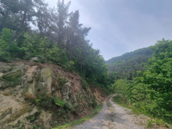 충청남도 아산시 영인면 상성리 산29-5 임야 경매 사진 12