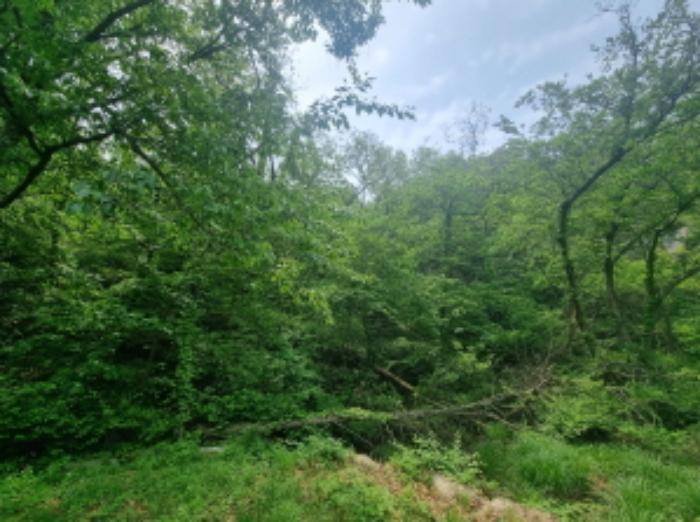충청남도 아산시 영인면 상성리 산29-5 임야 경매 사진 9