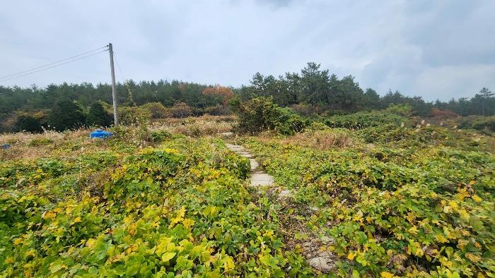 전라남도 완도군 노화읍 고막리 590 전 경매 사진 14