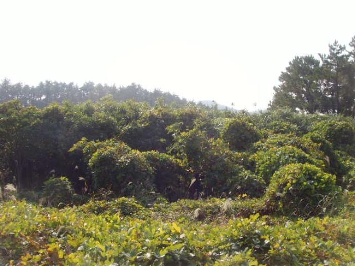 전라남도 완도군 노화읍 고막리 590 전 경매 사진 28