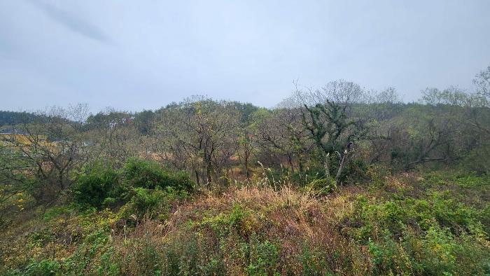 전라남도 완도군 노화읍 고막리 590 전 경매 사진 9
