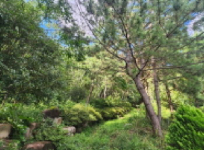 경상남도 양산시 동면 가산리 483-2 임야 경매 사진 18
