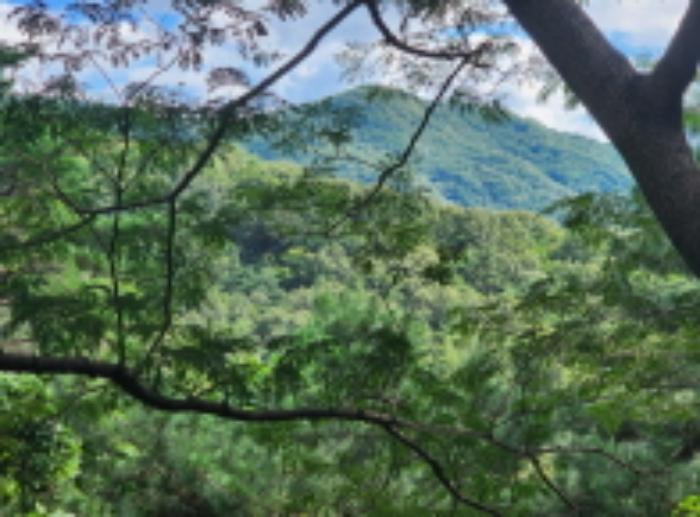 경상남도 양산시 동면 가산리 483-2 임야 경매 사진 19