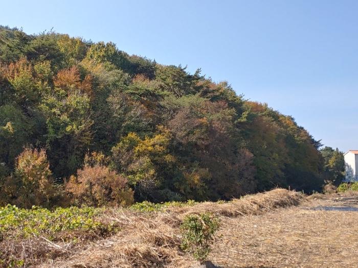 경남 통영시 과수원