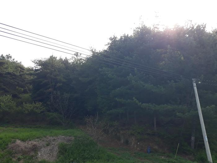 전라남도 보성군 미력면 용정리 산120 임야 경매 사진 3