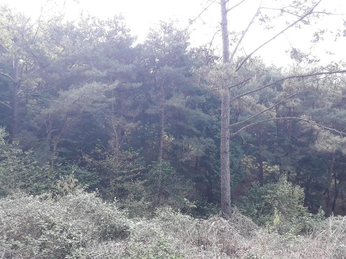 전라남도 보성군 미력면 용정리 산120 임야 경매 사진 5