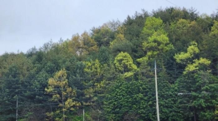 전라남도 보성군 미력면 용정리 산120 임야 경매 사진 8