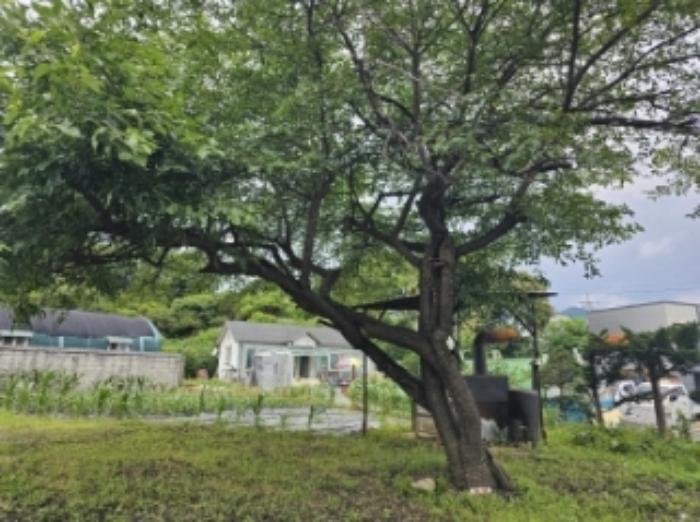 충청북도 제천시 신월동 1136-29 임야 경매 사진 10