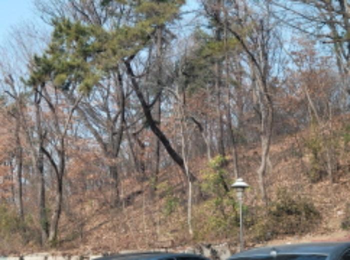 대구광역시 수성구 두산동 612-13 임야 경매 사진 8