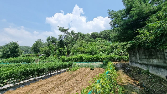 대구광역시 북구 복현동 산12 임야 경매 사진 2