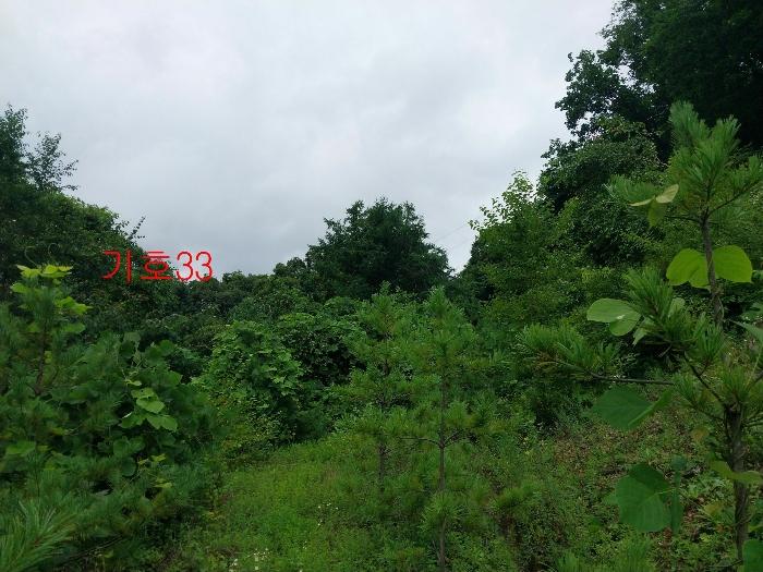 경기도 광주시 퇴촌면 관음리 82-20 임야 경매 사진 18