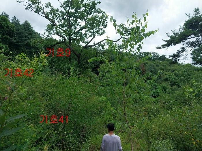경기도 광주시 퇴촌면 관음리 82-20 임야 경매 사진 19