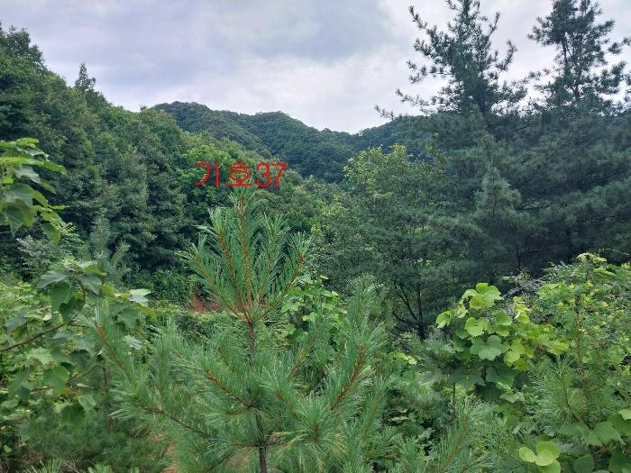 경기도 광주시 퇴촌면 관음리 82-20 임야 경매 사진 4
