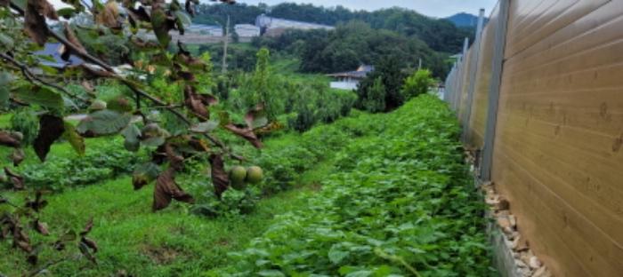 경상북도 칠곡군 북삼읍 보손리 627 답 경매 사진 9