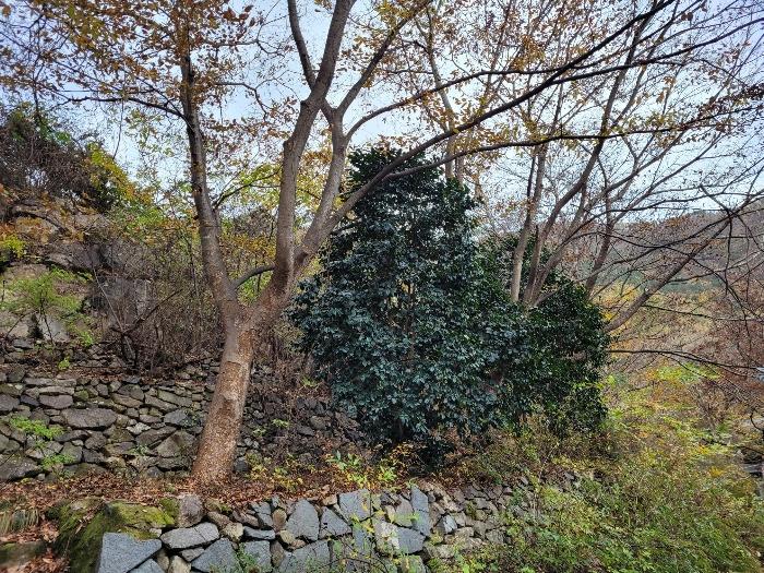 경상남도 밀양시 삼랑진읍 행곡리 산163 임야 경매 사진 16