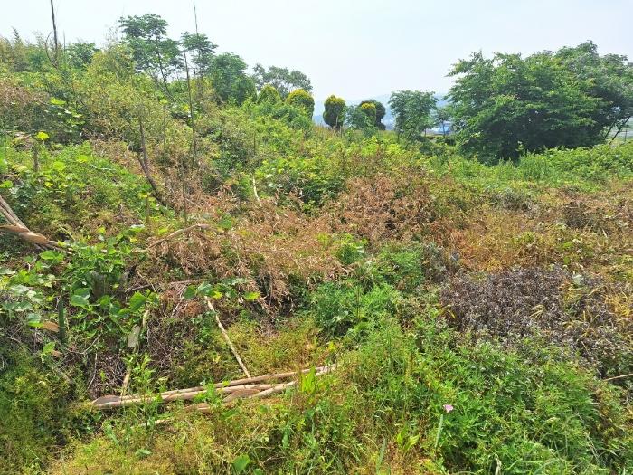 전라남도 영암군 신북면 월평리 342 전 경매 사진 3