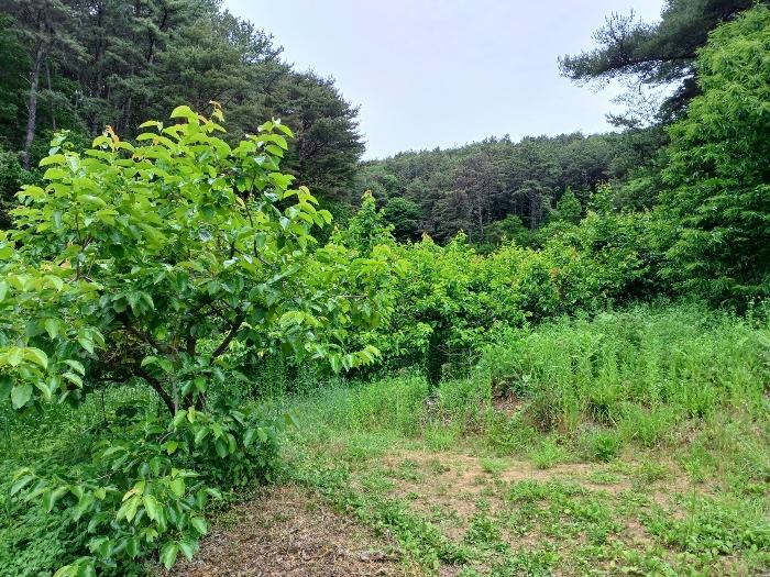 경상남도 산청군 삼장면 석남리 344 전 경매 사진 3