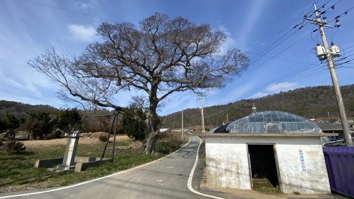 전라남도 신안군 지도읍 감정리 산50 임야 경매 사진 3