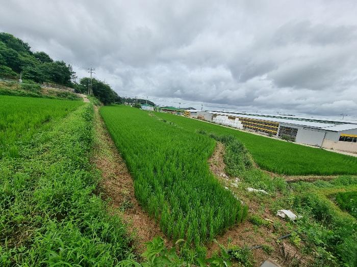 전라남도 함평군 손불면 학산리 661 전 경매 사진 2
